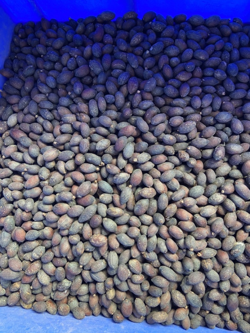 葵树子葵树籽野生葵扇子蒲扇子