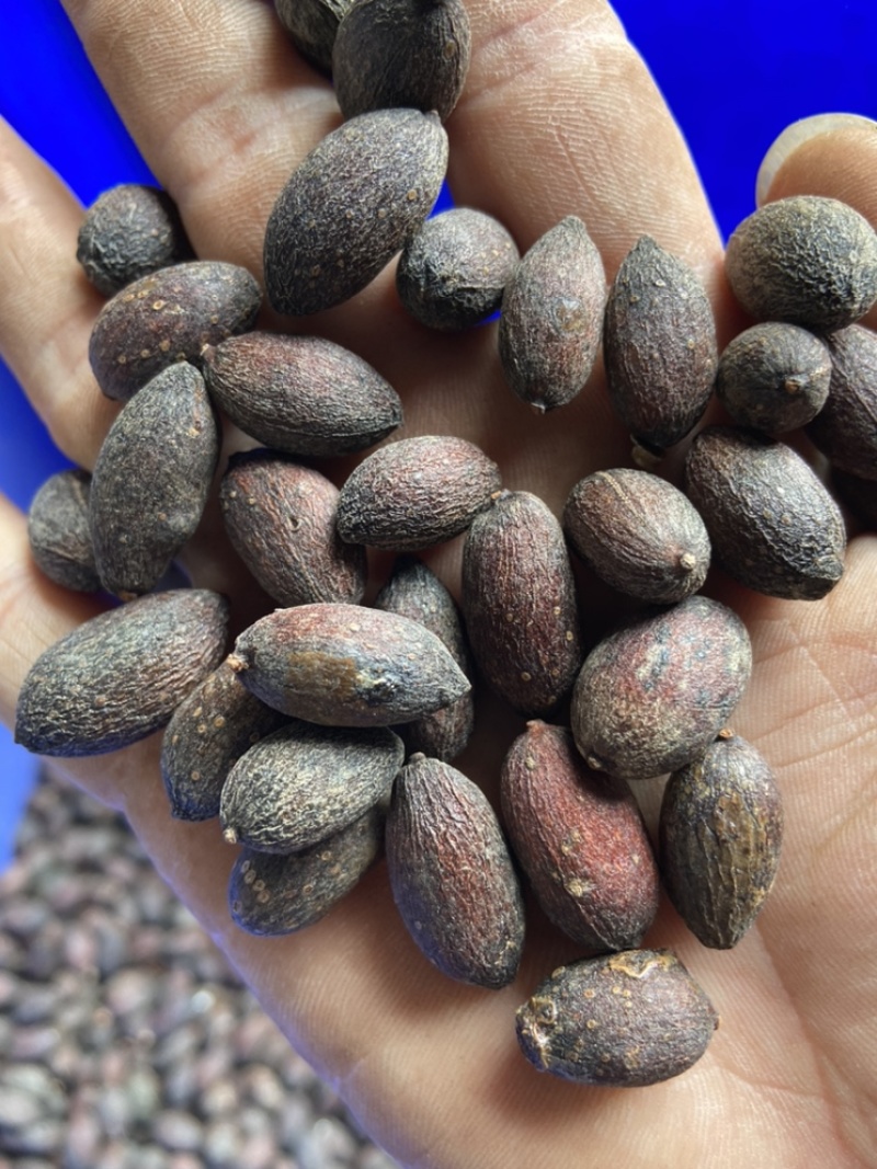 葵树子葵树籽野生葵扇子蒲扇子