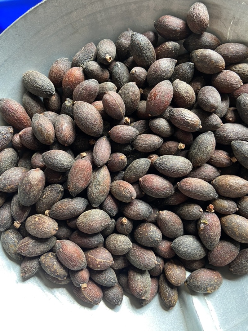 葵树子葵树籽野生葵扇子蒲扇子