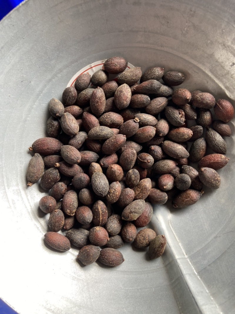 葵树子葵树籽野生葵扇子蒲扇子