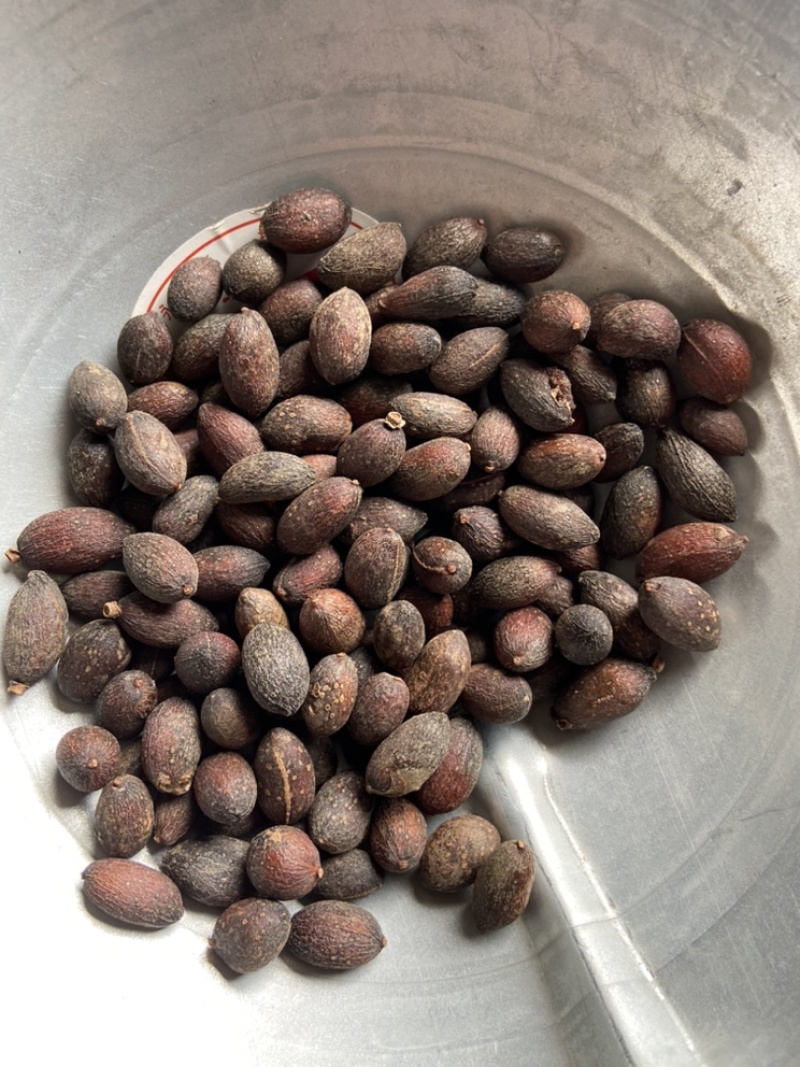 葵树子葵树籽野生葵扇子蒲扇子
