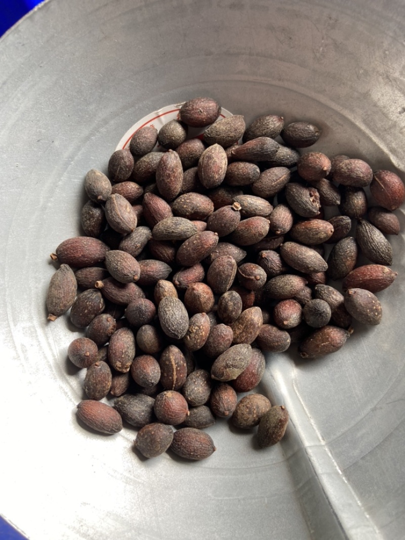 葵树子葵树籽野生葵扇子蒲扇子