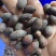 葵树子葵树籽野生葵扇子蒲扇子