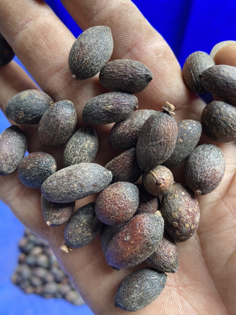 葵树子葵树籽野生葵扇子蒲扇子