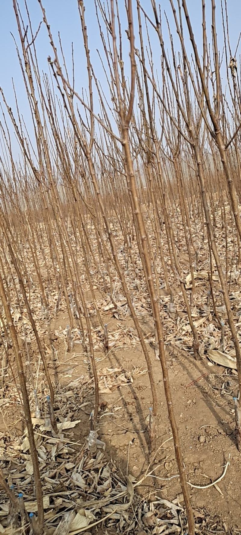 辽宁省朝阳县鼎新苗圃培育龙源秋李子树苗，南北方都可以种植