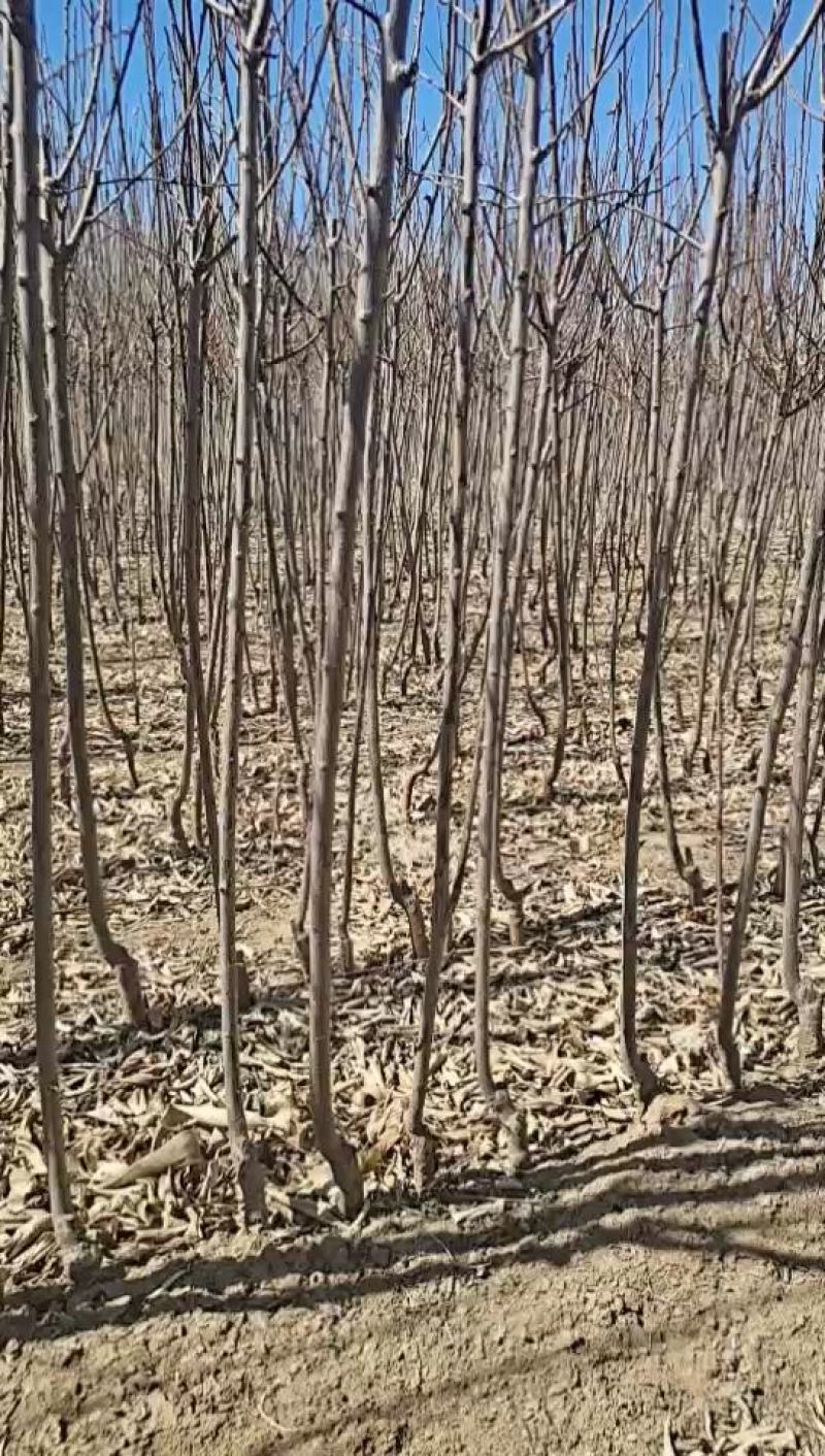 辽宁省朝阳县鼎新苗圃培育龙源秋李子树苗，南北方都可以种植