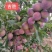 辽宁省朝阳县鼎新苗圃培育龙源秋李子树苗，南北方都可以种植