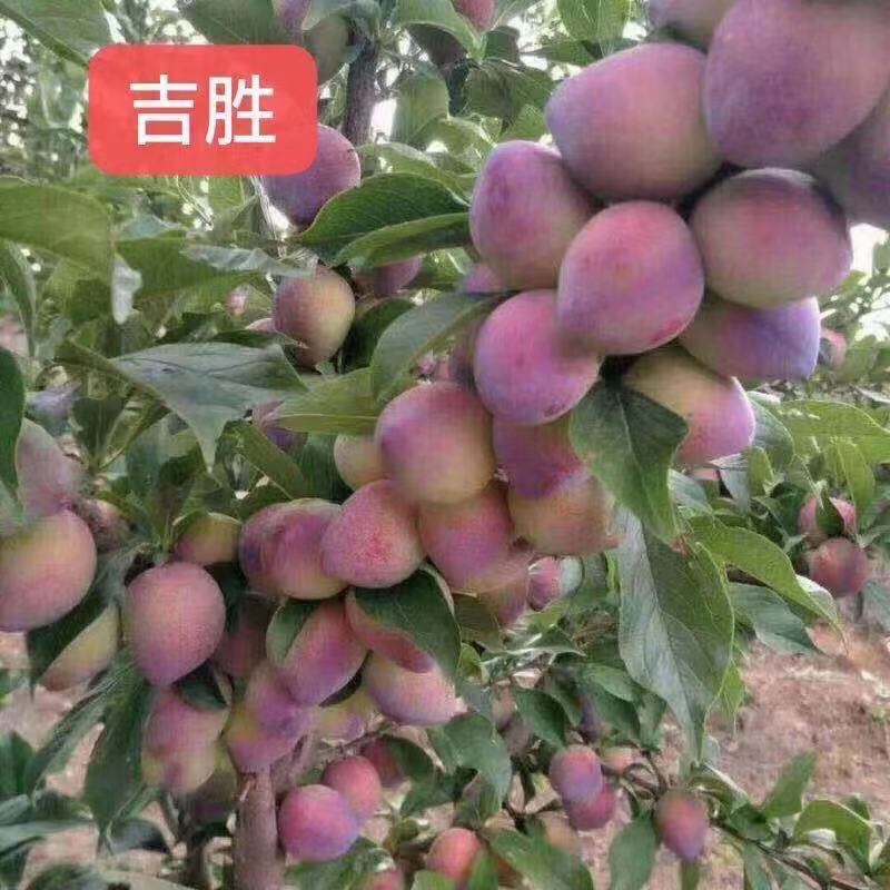 辽宁省朝阳县鼎新苗圃培育龙源秋李子树苗，南北方都可以种植