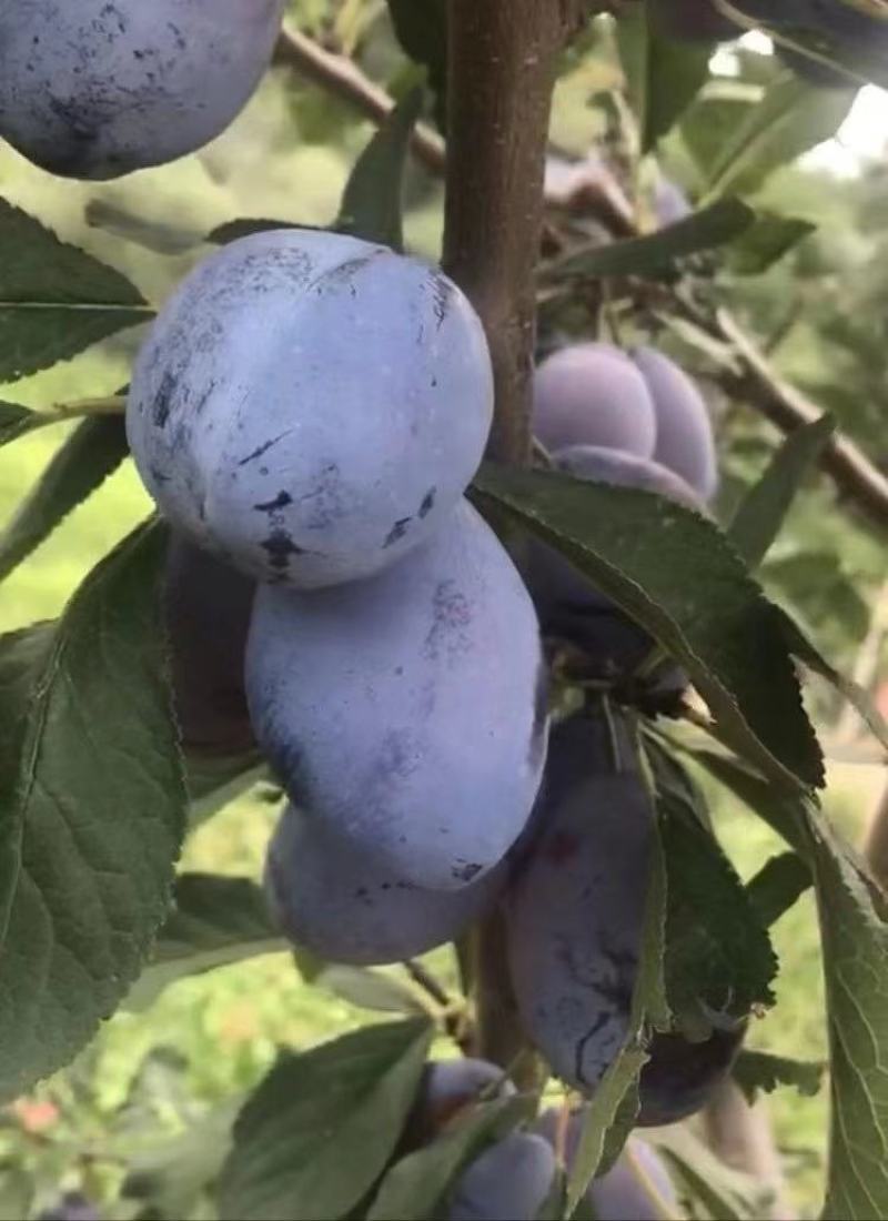 辽宁省朝阳县鼎新苗圃培育龙源秋李子树苗，南北方都可以种植