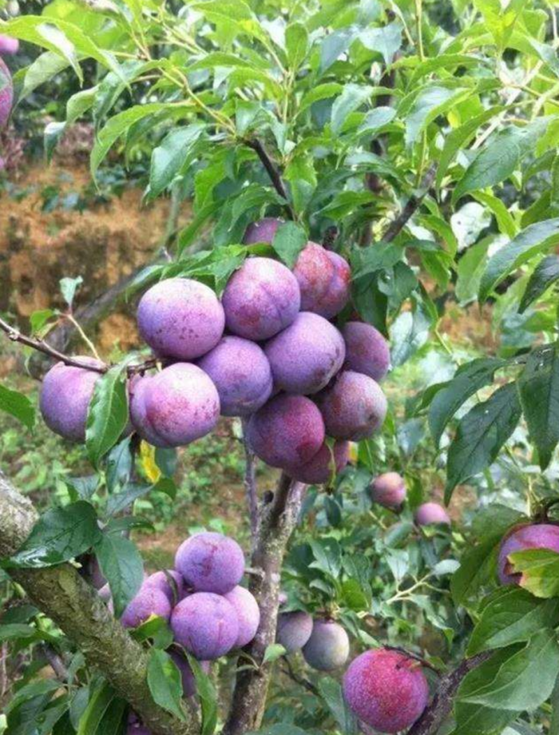 辽宁省朝阳县鼎新苗圃培育龙源秋李子树苗，南北方都可以种植