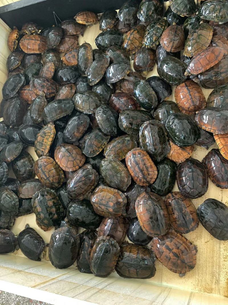 煲汤老龟便宜打包，可以留种养殖，公母都有，饮靓汤联系