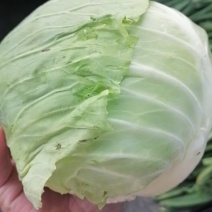包菜，甘蓝，口感相当好