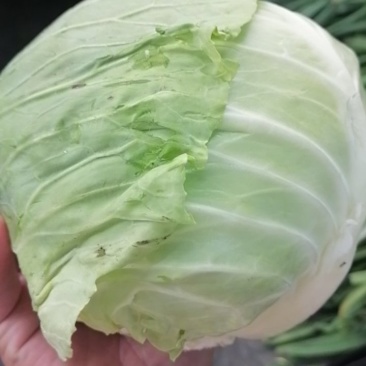 包菜，甘蓝，口感相当好