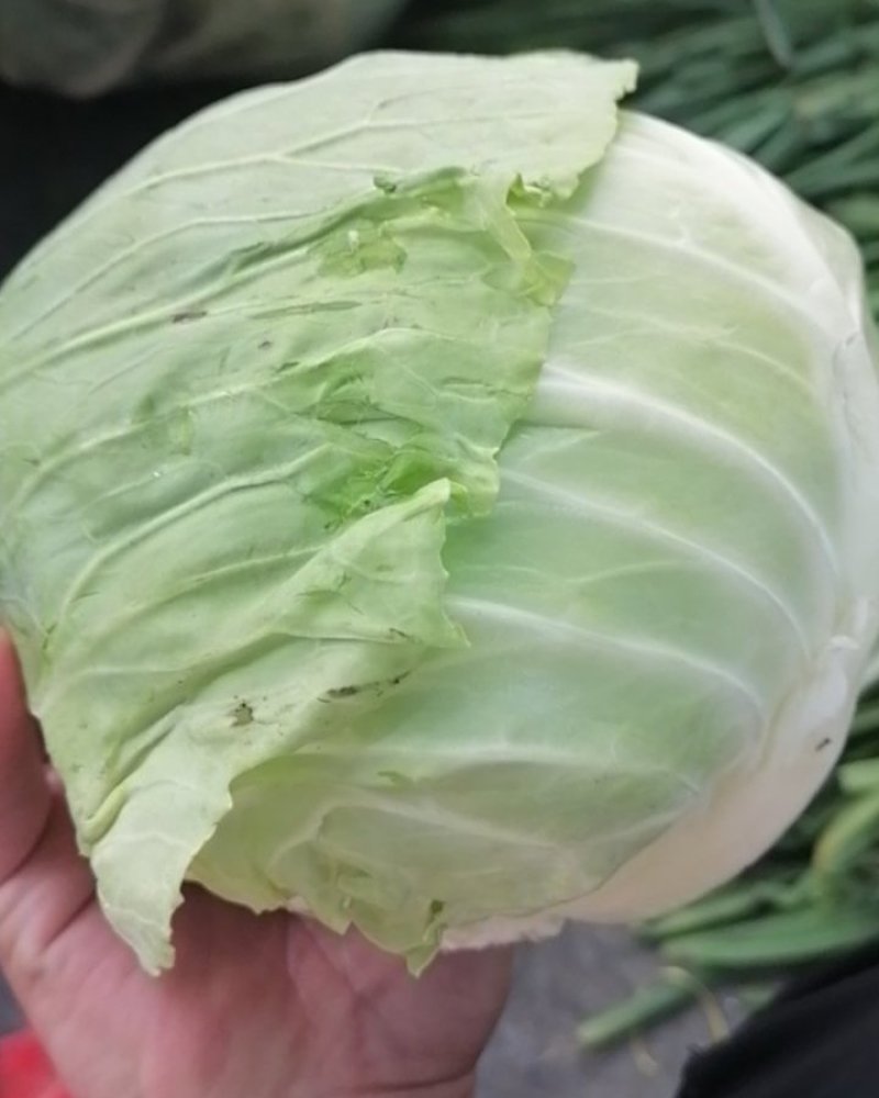 包菜，甘蓝，口感相当好