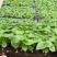 春羽苗春羽小芽苗盆栽花卉室内观叶植物四季常青绿植