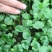 春羽苗春羽小芽苗盆栽花卉室内观叶植物四季常青绿植