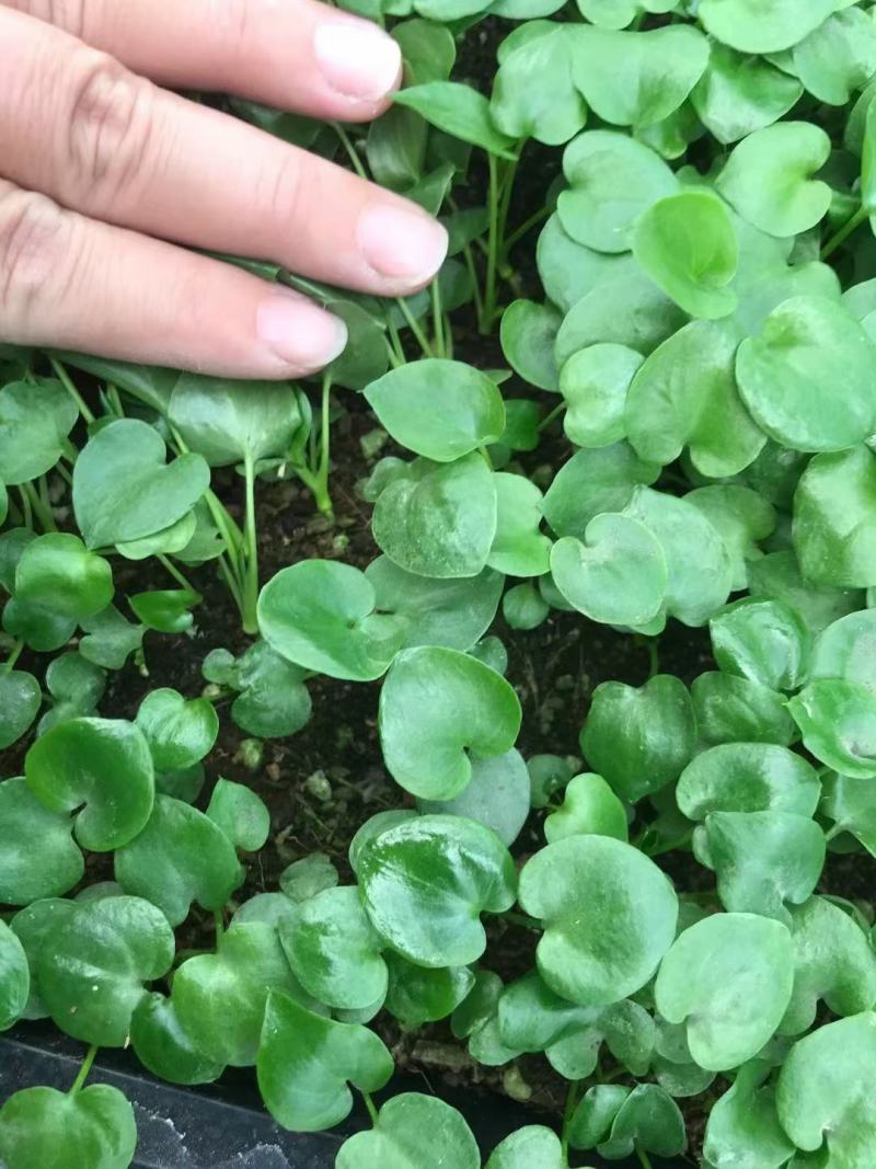 春羽苗春羽小芽苗盆栽花卉室内观叶植物四季常青绿植