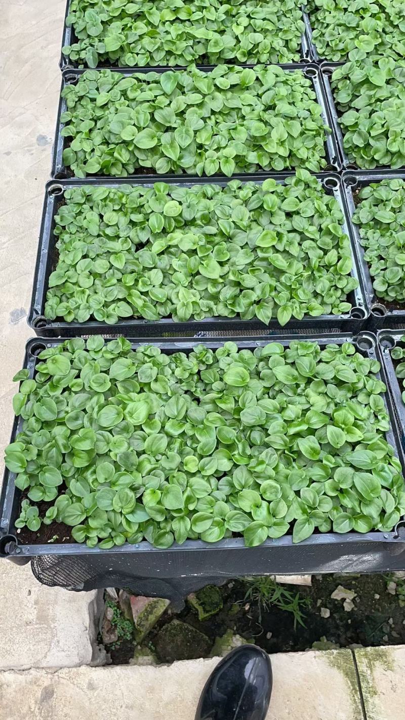 春羽苗春羽小芽苗盆栽花卉室内观叶植物四季常青绿植