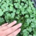 春羽苗春羽小芽苗盆栽花卉室内观叶植物四季常青绿植