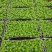 春羽苗春羽小芽苗盆栽花卉室内观叶植物四季常青绿植