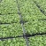 春羽苗春羽小芽苗盆栽花卉室内观叶植物四季常青绿植