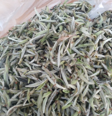 [福鼎白茶批发]福鼎白茶,大毫,荒野银针价格1600.00元