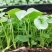 春羽苗春羽小芽苗盆栽花卉室内观叶植物四季常青绿植