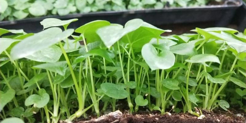 春羽苗春羽小芽苗盆栽花卉室内观叶植物四季常青绿植
