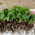 春羽苗春羽小芽苗盆栽花卉室内观叶植物四季常青绿植