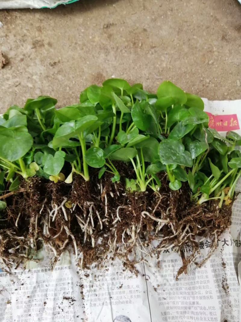 春羽苗春羽小芽苗盆栽花卉室内观叶植物四季常青绿植