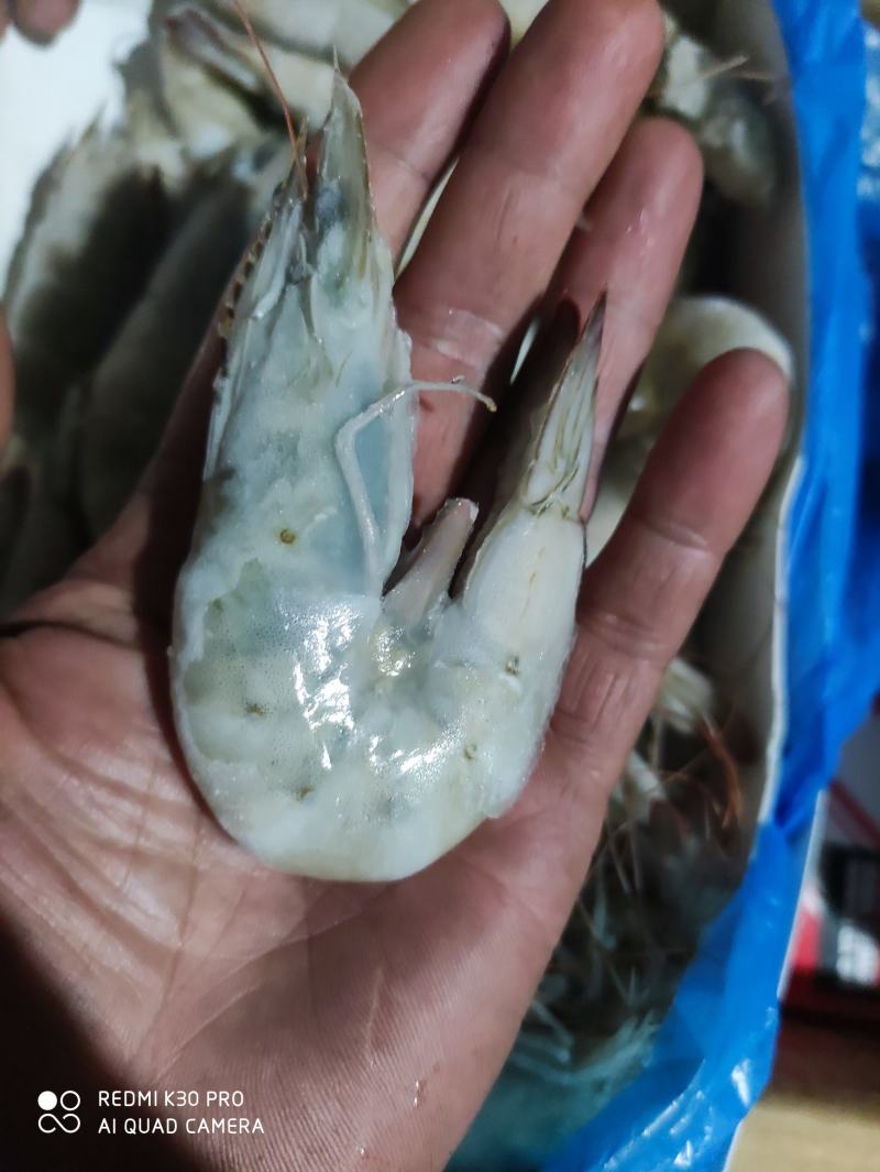 兰尾白虾沙特阿拉伯国产都有16/20头8888888