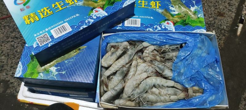 兰尾白虾沙特阿拉伯国产都有16/20头8888888
