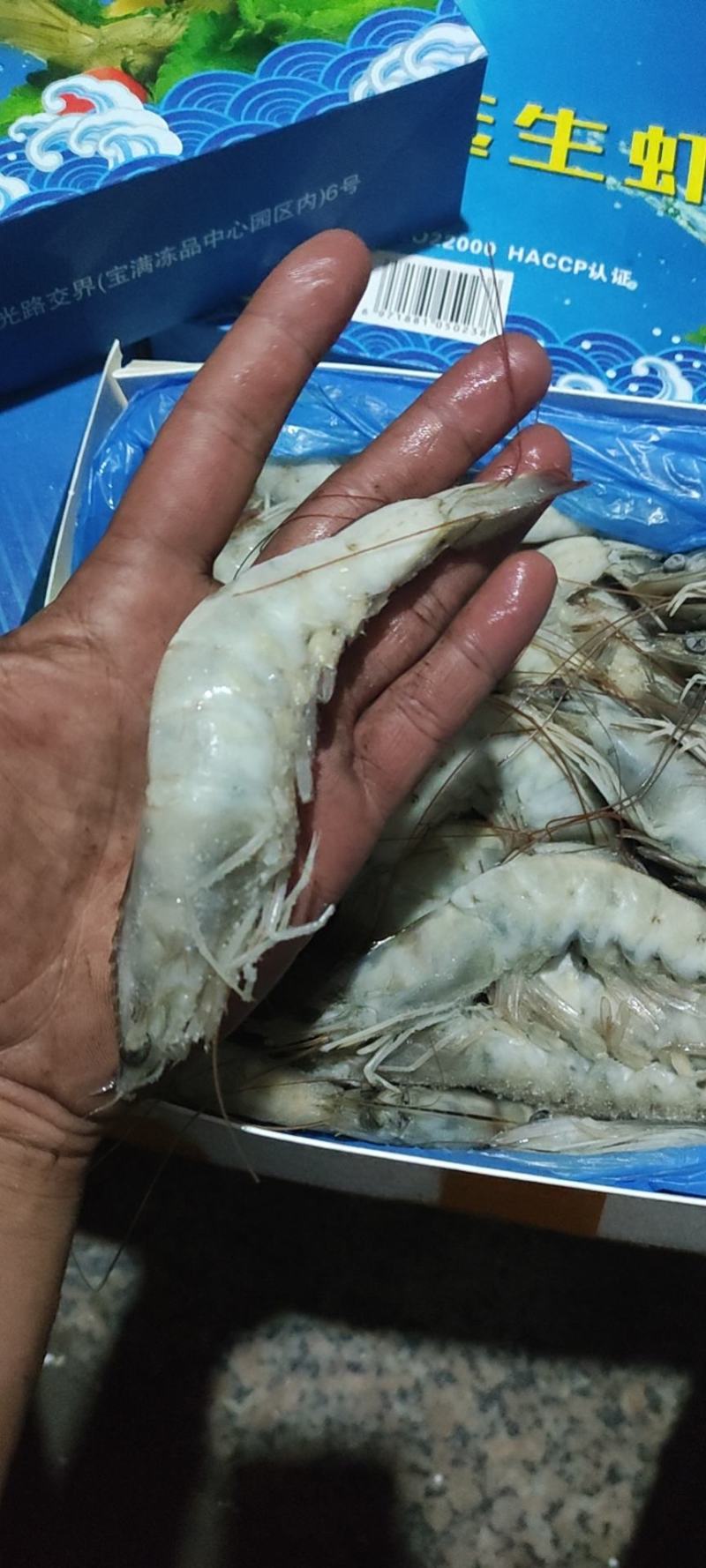 兰尾白虾沙特阿拉伯国产都有16/20头8888888