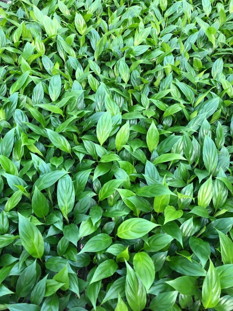 美酒白掌组培苗一帆风顺小苗盆栽花卉花卉室内常绿植物
