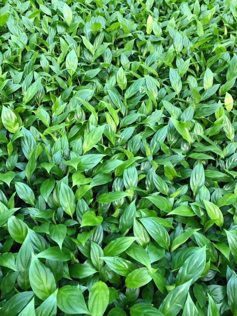 美酒白掌组培苗一帆风顺小苗盆栽花卉花卉室内常绿植物