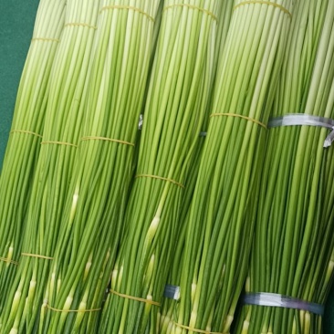 优质精品蒜薹60-65cm