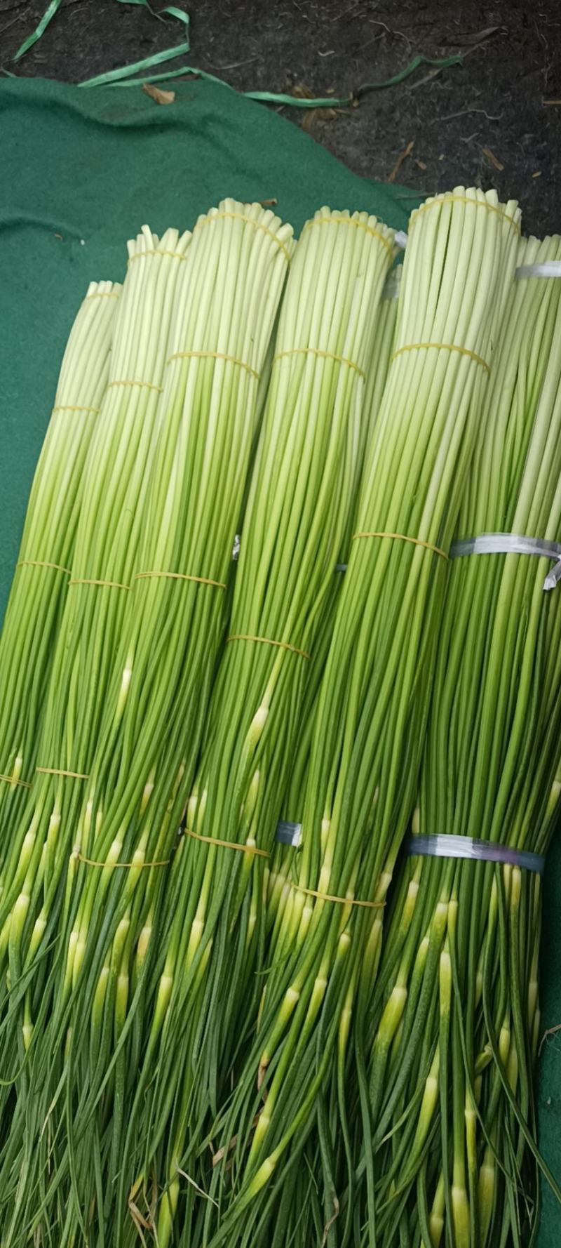 优质精品蒜薹60-65cm