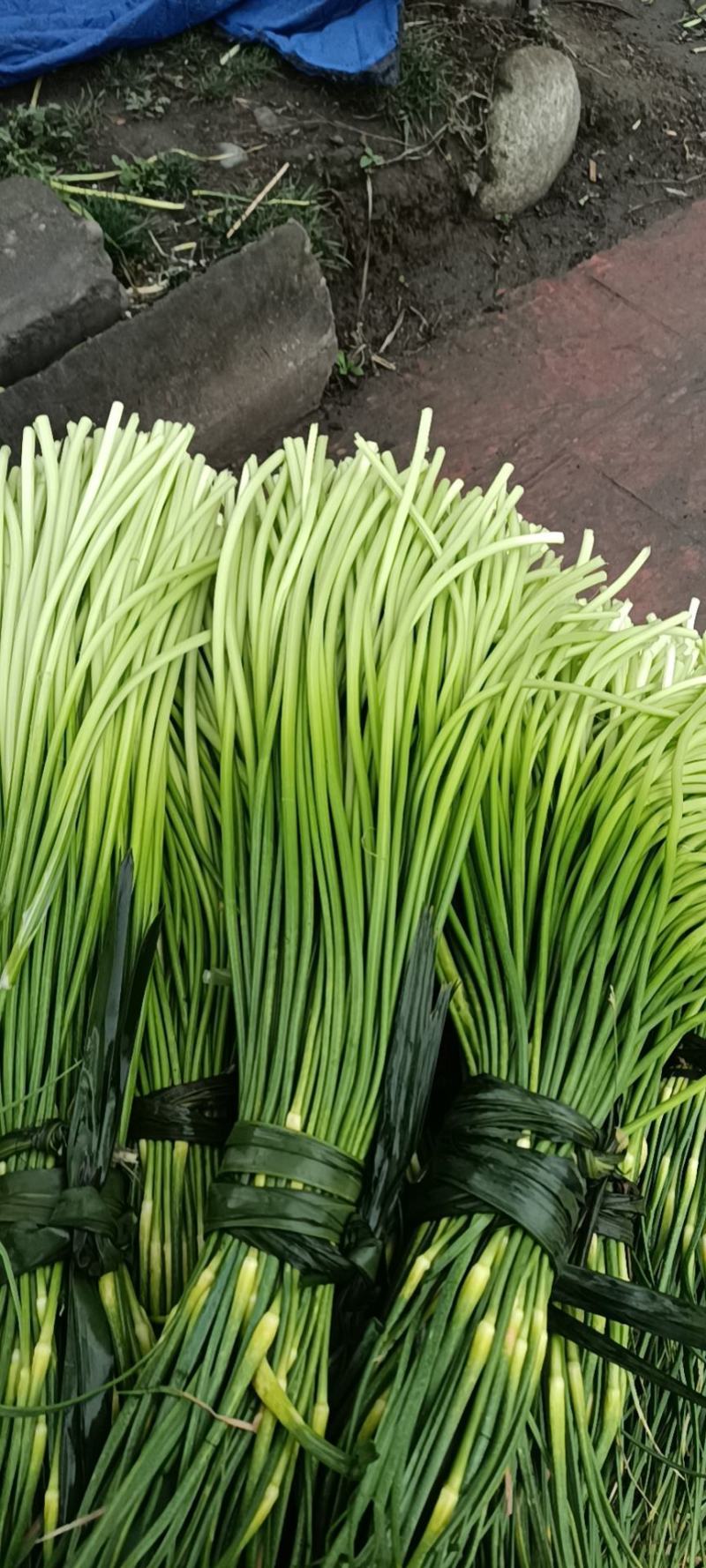 优质精品蒜薹60-65cm