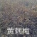 黄刺玫播种苗扦插苗大量出售秋季大量出售现货
