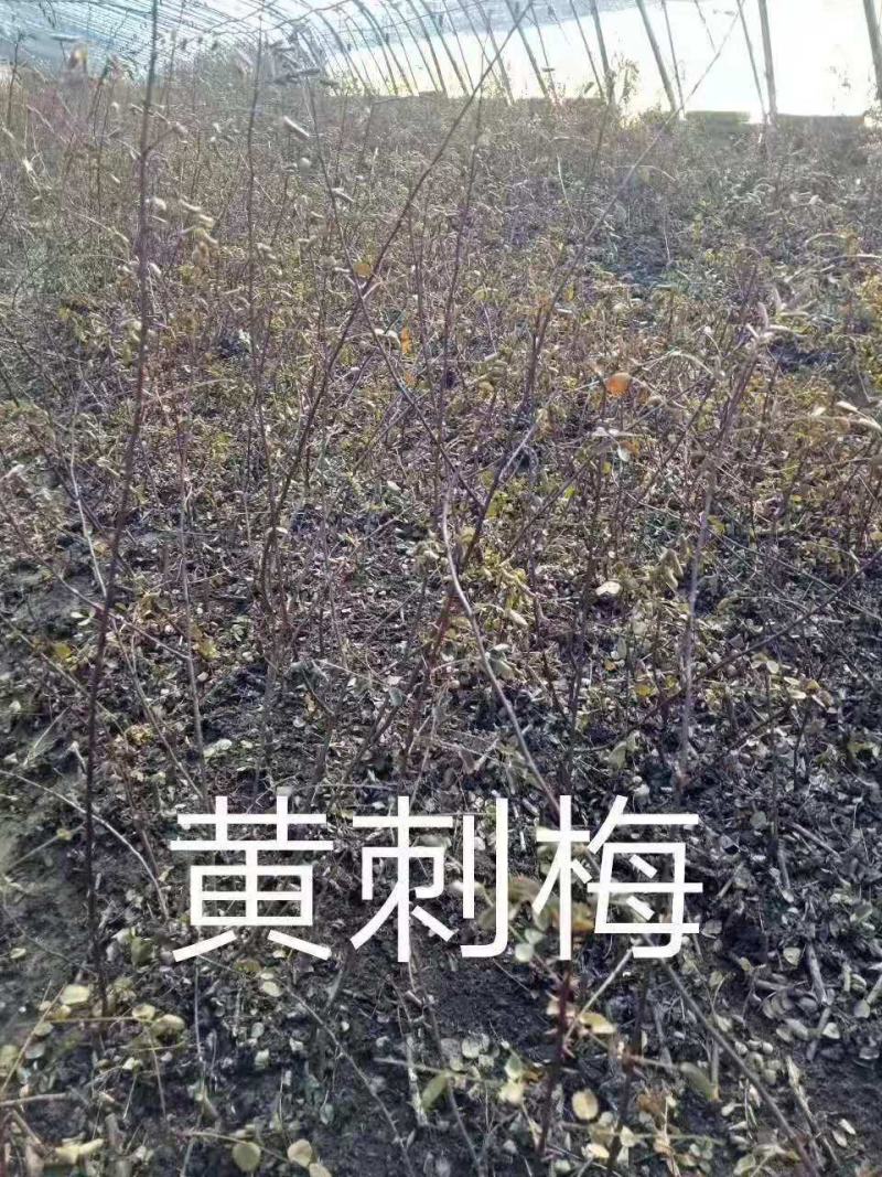 黄刺玫播种苗扦插苗大量出售秋季大量出售现货