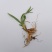 黄花菜苗食用黄花菜种植苗四季蔬菜苗种植金针菜种苗忘忧草根