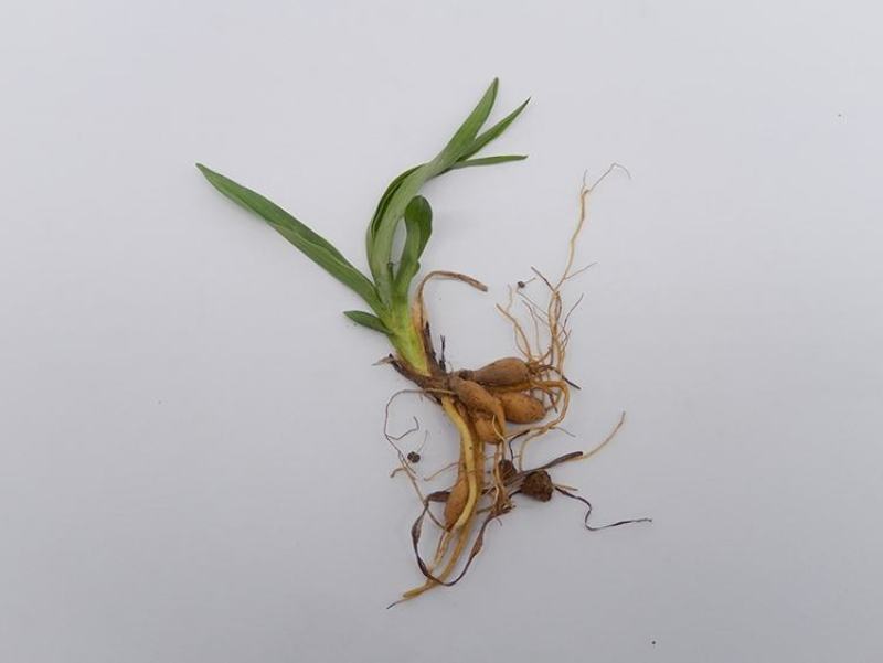 黄花菜苗食用黄花菜种植苗四季蔬菜苗种植金针菜种苗忘忧草根