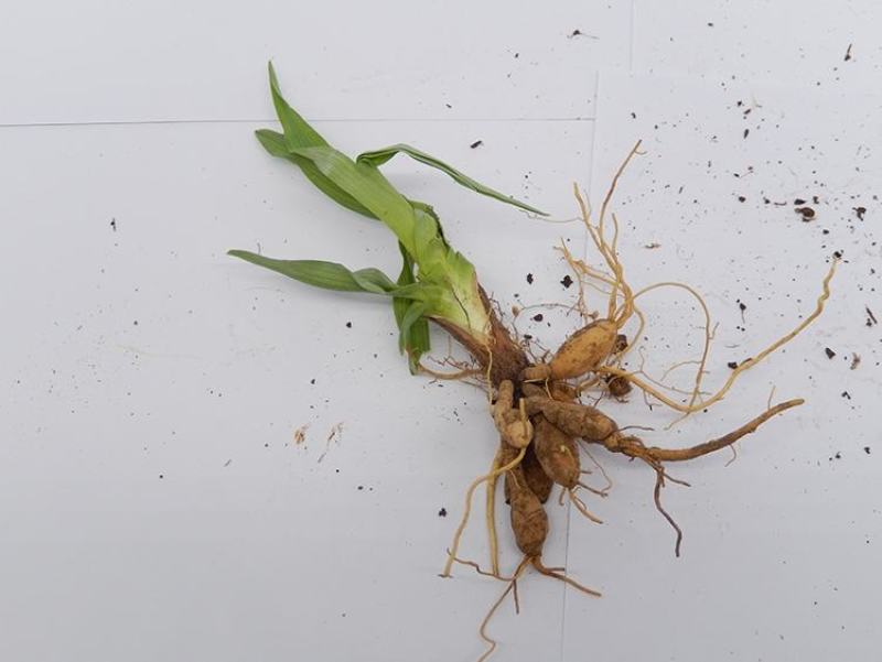 黄花菜苗食用黄花菜种植苗四季蔬菜苗种植金针菜种苗忘忧草根