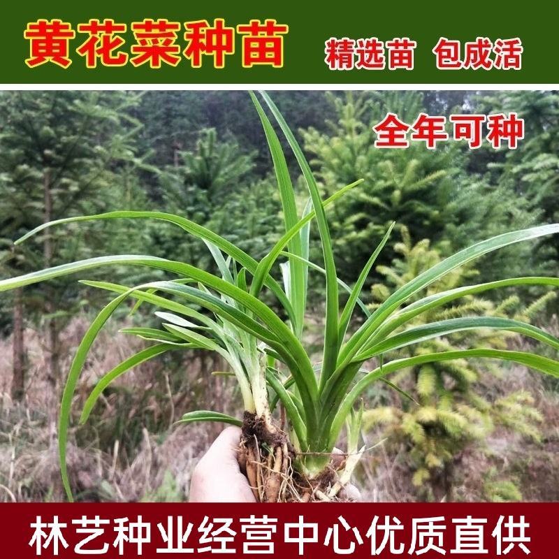 黄花菜苗食用黄花菜种植苗四季蔬菜苗种植金针菜种苗忘忧草根