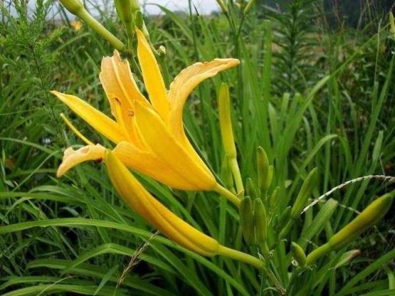 黄花菜苗食用黄花菜种植苗四季蔬菜苗种植金针菜种苗忘忧草根