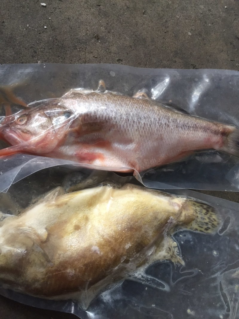 大量出售各种规格冷冻鳜鱼