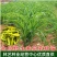 黄花菜苗食用黄花菜种植苗四季蔬菜苗种植金针菜种苗忘忧草根