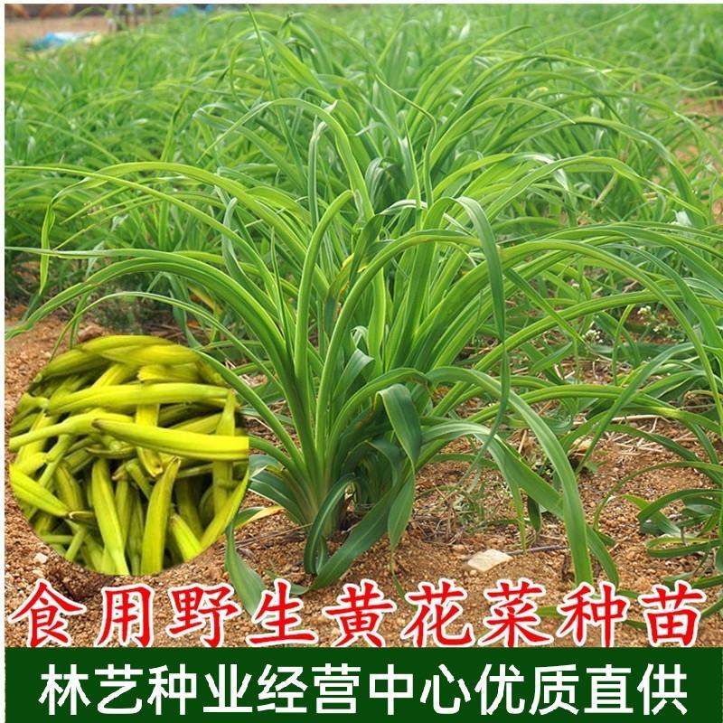 黄花菜苗食用黄花菜种植苗四季蔬菜苗种植金针菜种苗忘忧草根