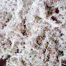 苔藓水苔海花草新鲜采摘八成干杂质少