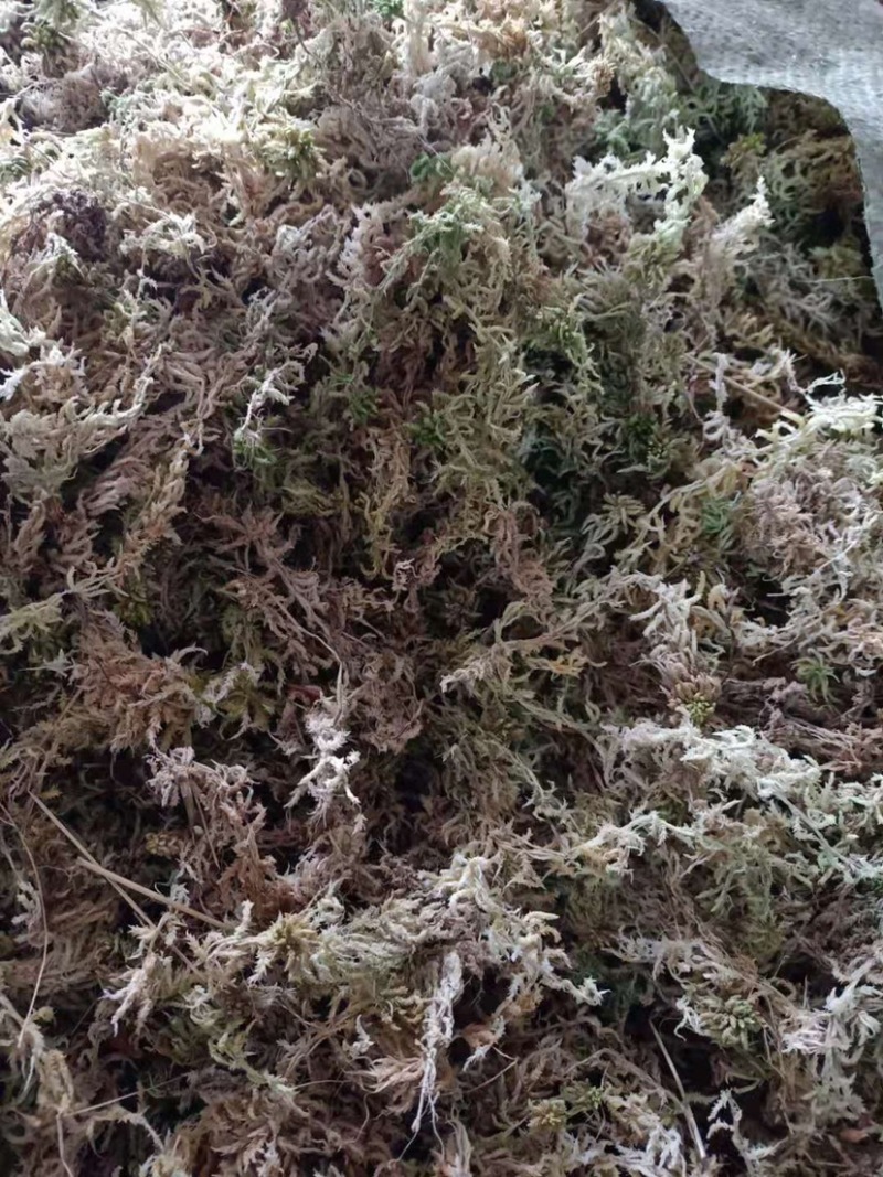 苔藓水苔海花草新鲜采摘八成干杂质少